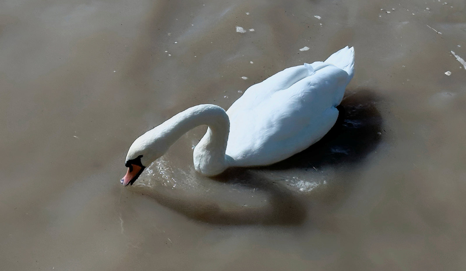 Description of the image