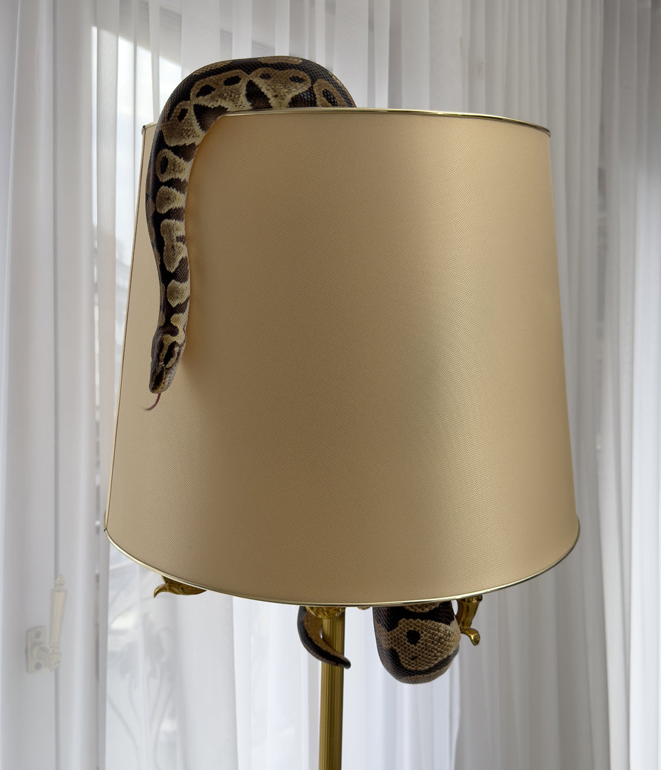 Description of the second image